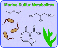 Graphical abstract: Metabolism of 2,3-dihydroxypropane-1-sulfonate by marine bacteria
