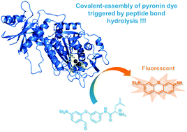 Graphical abstract: In situ formation of pyronin dyes for fluorescence protease sensing