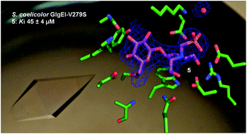 Graphical abstract: Zwitterionic pyrrolidene-phosphonates: inhibitors of the glycoside hydrolase-like phosphorylase Streptomyces coelicolor GlgEI-V279S