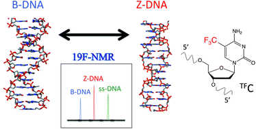 Graphical abstract: Development of 19F-NMR chemical shift detection of DNA B–Z equilibrium using 19F-NMR