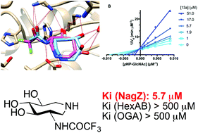 Graphical abstract: Selective trihydroxylated azepane inhibitors of NagZ, a glycosidase involved in Pseudomonas aeruginosa resistance to β-lactam antibiotics