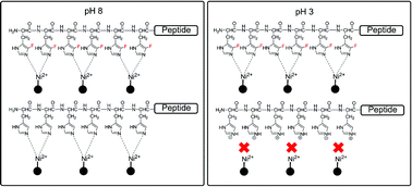 Graphical abstract: Genetic incorporation of 4-fluorohistidine into peptides enables selective affinity purification