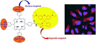 Graphical abstract: Platinated porphyrin as a new organelle and nucleus dual-targeted photosensitizer for photodynamic therapy