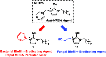 Graphical abstract: Antimicrobial peptide-inspired NH125 analogues: bacterial and fungal biofilm-eradicating agents and rapid killers of MRSA persisters