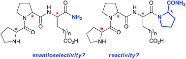 Graphical abstract: Is more better? A comparison of tri- and tetrapeptidic catalysts