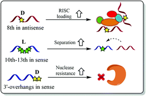 Graphical abstract: Isonucleotide incorporation into middle and terminal siRNA duplexes exhibits high gene silencing efficacy and nuclease resistance
