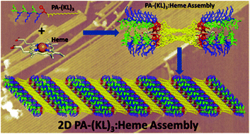 Graphical abstract: Supramolecular control of heme binding and electronic states in multi-heme peptide assemblies