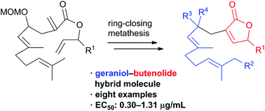 Graphical abstract: Late-stage divergent synthesis and antifouling activity of geraniol–butenolide hybrid molecules