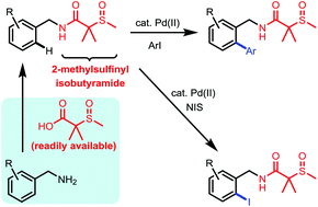 Graphical abstract: Sulfinyl isobutyramide as an auxiliary for palladium(ii)-catalyzed C–H arylation and iodination of benzylamine derivatives