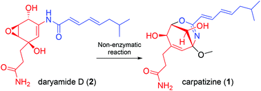 Graphical abstract: Carpatizine, a novel bridged oxazine derivative generated by non-enzymatic reactions