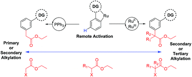 Graphical abstract: α-Halo carbonyls enable meta selective primary, secondary and tertiary C–H alkylations by ruthenium catalysis