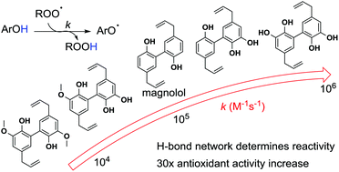 Graphical abstract: Chain-breaking antioxidant activity of hydroxylated and methoxylated magnolol derivatives: the role of H-bonds