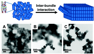 Graphical abstract: Transition from disordered aggregates to ordered lattices: kinetic control of the assembly of a computationally designed peptide