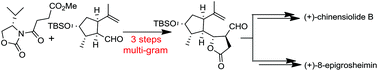 Graphical abstract: Unified total synthesis of (+)-chinensiolide B and (+)-8-epigrosheimin