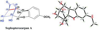 Graphical abstract: Sophopterocarpan A, a novel pterocarpine derivative with a benzotetrahydrofuran-fused bicyclo [3.3.1] nonane from Sophora flavescens