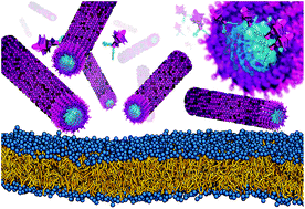 Graphical abstract: Molecular simulations of peptide amphiphiles