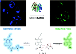 Graphical abstract: 2-Nitroimidazole based fluorescent probes for nitroreductase; monitoring reductive stress in cellulo