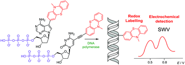Graphical abstract: Phenothiazine-linked nucleosides and nucleotides for redox labelling of DNA