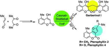 Graphical abstract: Total syntheses of gerberinol I and the pterophyllins 2 and 4 using the Casnati–Skattebøl reaction under different conditions