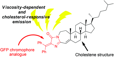 Graphical abstract: A hybrid molecule of a GFP chromophore analogue and cholestene as a viscosity-dependent and cholesterol-responsive fluorescent sensor