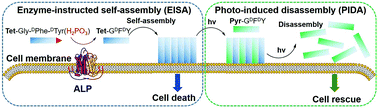 Graphical abstract: Enzyme-instructed self-assembly with photo-responses for the photo-regulation of cancer cells