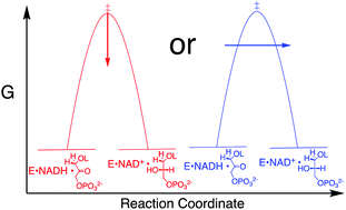 Graphical abstract: A reevaluation of the origin of the rate acceleration for enzyme-catalyzed hydride transfer