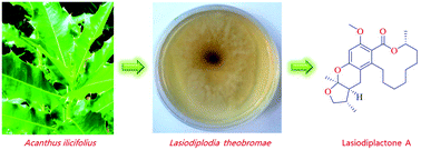 Graphical abstract: Lasiodiplactone A, a novel lactone from the mangrove endophytic fungus Lasiodiplodia theobromae ZJ-HQ1
