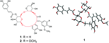 Graphical abstract: Forsythenethosides A and B: two new phenylethanoid glycosides with a 15-membered ring from Forsythia suspensa