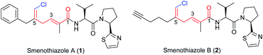Graphical abstract: Total syntheses of smenothiazoles A and B