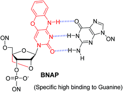 Graphical abstract: Synthesis and thermal stabilities of oligonucleotides containing 2′-O,4′-C-methylene bridged nucleic acid with a phenoxazine base