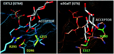 Graphical abstract: Computational insights into active site shaping for substrate specificity and reaction regioselectivity in the EXTL2 retaining glycosyltransferase