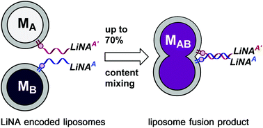 Graphical abstract: Efficient liposome fusion mediated by lipid–nucleic acid conjugates
