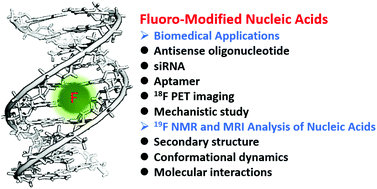 Graphical abstract: Synthesis and biological applications of fluoro-modified nucleic acids