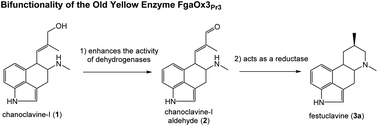 Graphical abstract: A bifunctional old yellow enzyme from Penicillium roqueforti is involved in ergot alkaloid biosynthesis