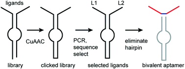 Graphical abstract: Searching for avidity by chemical ligation of combinatorially self-assembled DNA-encoded ligand libraries