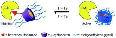 Graphical abstract: Thermoresponsive cyclodextrins with benzenesulfonamide showing tunable inhibition for carbonic anhydrase