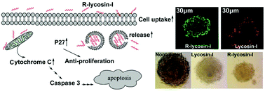 Graphical abstract: Arginine modification of lycosin-I to improve inhibitory activity against cancer cells