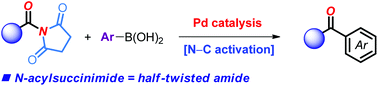 Graphical abstract: N-Acylsuccinimides: twist-controlled, acyl-transfer reagents in Suzuki–Miyaura cross-coupling by N–C amide bond activation