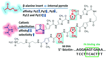 Graphical abstract: β-Alanine and N-terminal cationic substituents affect polyamide–DNA binding