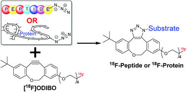 Graphical abstract: [18F]ODIBO: a prosthetic group for bioorthogonal radiolabeling of macromolecules via strain-promoted alkyne–azide cycloaddition