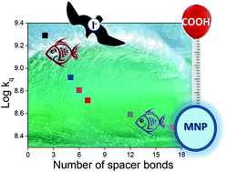 Graphical abstract: “Snorkelling” vs. “diving” in mixed micelles probed by means of a molecular bathymeter