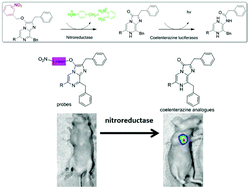 Graphical abstract: A coelenterazine-type bioluminescent probe for nitroreductase imaging