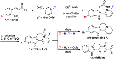 Graphical abstract: A general strategy for the synthesis of indoloquinolizine alkaloids via a cyanide-catalyzed imino-Stetter reaction