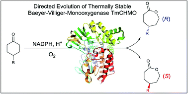 Graphical abstract: Manipulating the stereoselectivity of the thermostable Baeyer–Villiger monooxygenase TmCHMO by directed evolution