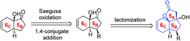 Graphical abstract: Efficient construction of bioactive trans-5A5B6C spirolactones via bicyclo[4.3.0] α-hydroxy ketones