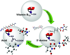 Graphical abstract: 5′-Vitamin B12 derivatives suitable for bioconjugation via the amide bond