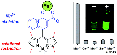 Graphical abstract: A fluorescent activatable probe for imaging intracellular Mg2+