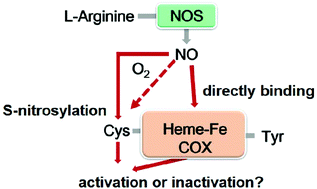 Graphical abstract: Kinetic basis for the activation of human cyclooxygenase-2 rather than cyclooxygenase-1 by nitric oxide