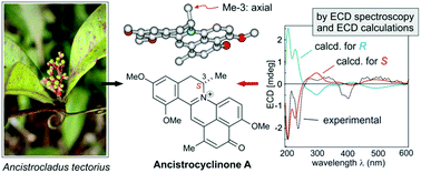 Graphical abstract: Ancistrocyclinones A and B, unprecedented pentacyclic N,C-coupled naphthylisoquinoline alkaloids, from the Chinese liana Ancistrocladus tectorius