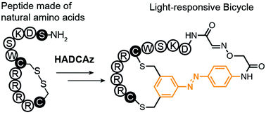 Graphical abstract: Light-responsive bicyclic peptides